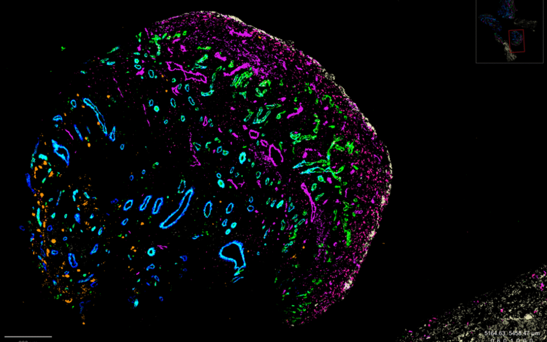 Groundbreaking new study on potential new disease targets